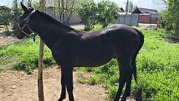 кошка бишкек: Продаю | Жеребенок | Конный спорт | Племенные — 3