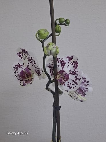 водяные лилии: 2 цветанос + горшок фитильный полив — 1