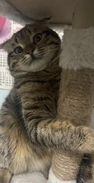 сиамская вислоухая кошка цена: Скотиш Фолд (Шотландская вислоухая), 6 месяцев, Девочка — 3