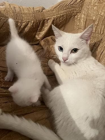 кошки отдам даром: Белоснежные котята от белой кошки с разными глазами (гетерохромия) — 3