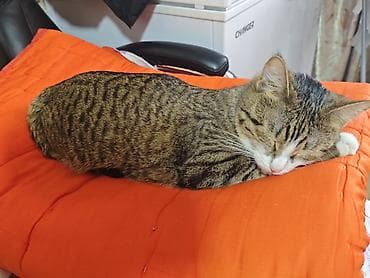 взять кошку бесплатно: Кошка даром: Беспородная, 1 год, Девочка, Приучена к лотку — 1