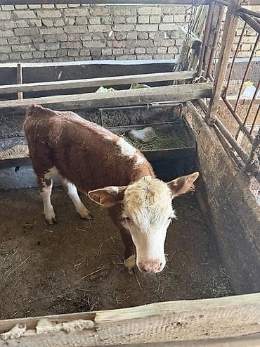 услуга инкубатора: Продаю | Музоо, торпок | Симментальская | На откорм — 3