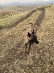 Ит кууту: Иттер сатылат — 6