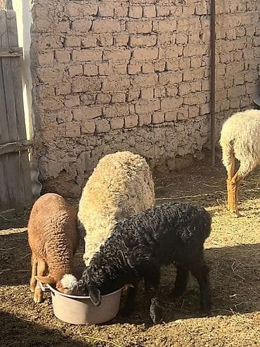 кролик баран: Продаю | Овца (самка) | Для разведения | Матка — 4