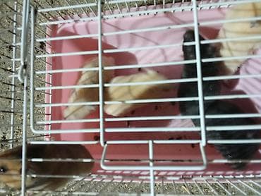 4 5мм: Сирийские хомяки 8 шт. Если забираете всех, то по 150 сом — 3