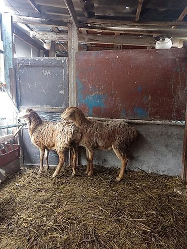 цыплята адилер: Продаю | Овца (самка) | Для разведения — 2