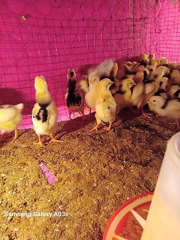 личинка карпа: Продаю | Цыплята | Бройлерная | На забой — 1