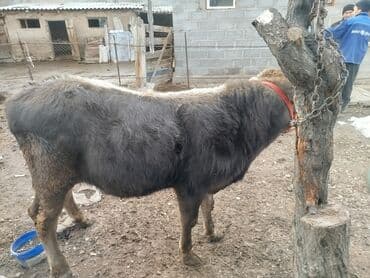 рабочий аттар: Продаю | Бык (самец) | Полукровка, Монбельярд | На откорм | Привязанные — 8