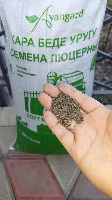 зерновая селка: Семена кормовых растений: Люцерна, Самовывоз — 9