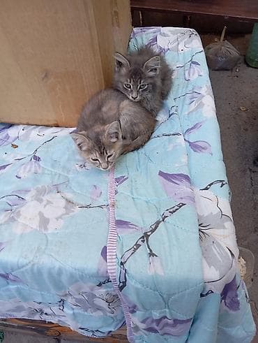 Мышыктар: Отдаю котят даром!!!! - Возраст на фото: примерно 1,5–2 месяца. - — 4