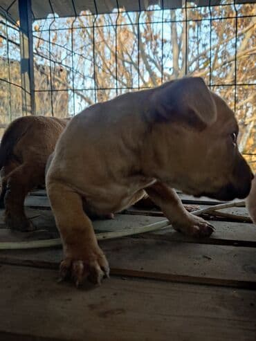 собаки и щенки в дар: Щенки К Продаже готовы Питбуль кушают самостоятельно Срочная цена — 8