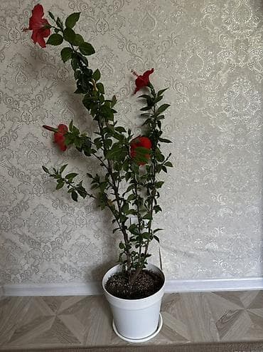 Комнатные растения: Гибискус (китайская роза) в горшке - Крупные алые цветы диаметром — 4