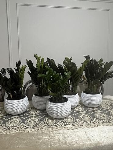 Бөлмө өсүмдүктөрү: Бесплатная доставка по городу Гигант сорта Аглонемы Комнатные — 9