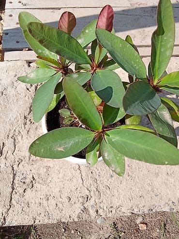 фикус пумила: Бугенвиллея и молочай Миля (Euphorbia milii) — комнатные/балконные — 6