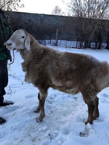 овцы мясной породы купить: Продаю | Баран (самец) | Арашан | Для разведения | Племенные, Осеменитель — 1