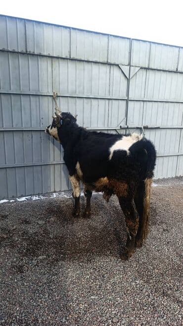 тай бишкек: Сатам | Бука (эркек) — 3