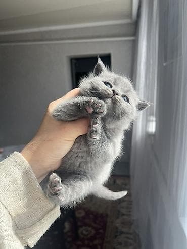 Аквариумы: Британский котёнок (мальчик) окрас голубой (серый). Плюшёвая густая — 6