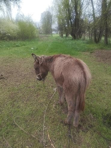 кангал собаки: Осёл (домашний) - Вид: осёл, стандартного размера - Масть — 2