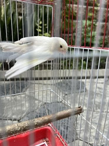 канарейка купить: Белая дисковая канарейка (самец) Вместе с клеткой Очень красиво поет — 4