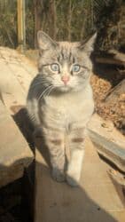 купить йоркширского терьера: Кошка даром: Беспородная, 1 год, Девочка — 7