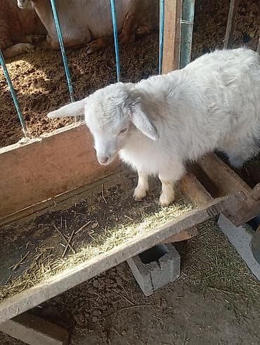 пл: Продаю | Козлёнок | Для молока | Племенные — 4