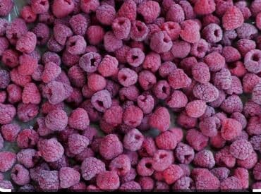 аренда фризер аппарат для мороженого: Замороженные фрукты, ягоды, Клубника, Шоковая, Оптом — 3