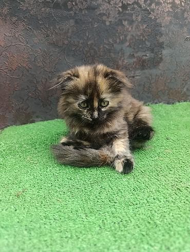 в добрые руки кошки: Вислоухие котята окрасы черепаховый и дымчато-черепаховый. - Отдадим — 5