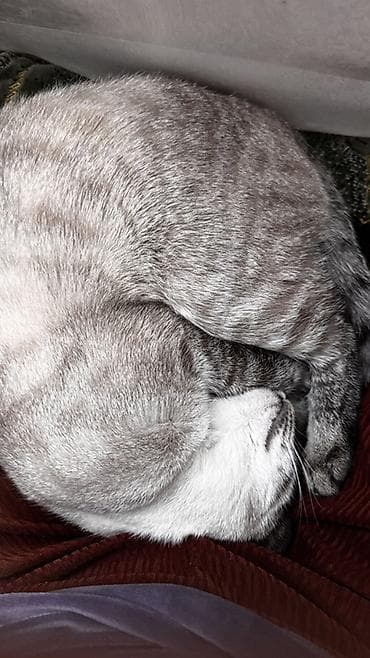 Кошки: Мальчик — 2