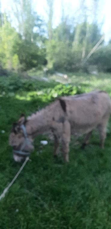 карлик сибрайт: Осёл (мини/средний рост) для хозяйства и прогулок. ОБМЕН ЕСТЬ САМА — 2