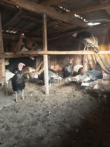 купить собаку шпица недорого: Индюки вывод мартовские весь от 5кг до 8кг — 1