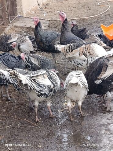 Ветеринар кызматы: Сатам | Эркек күрп | Аргын | Союуга | Асыл тукумдуу — 3