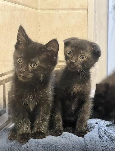 Мышыктар: Котята, окрас: черный и черно-белый (тукседо) Описание: - — 5
