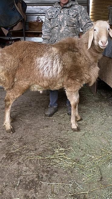 кролики нзб: Продаю | Баран (самец) | Для разведения | Племенные — 4