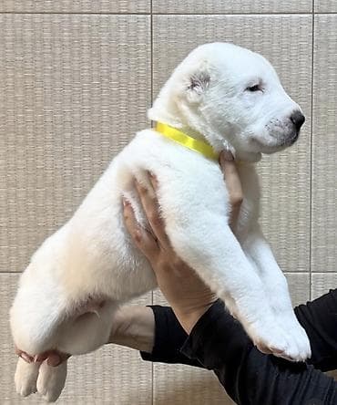 шагыл сокулук: Щенки алабая - Возраст: 1,5 месяца - Вес: 6–7 кг - Окрас: белый — 5