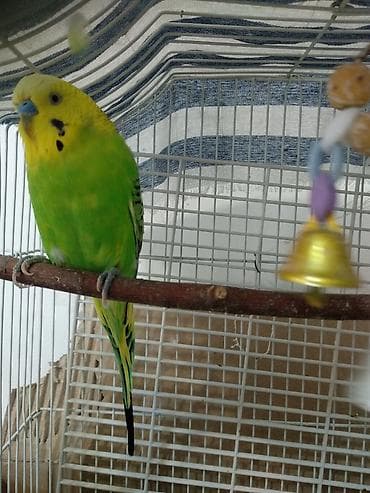 Услуги ветеринара: Волнистый попугай 3 года. В комплекте с просторной клеткой и — 2