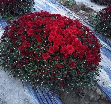 букет бабочек: Хризантемы шаровидные — 1