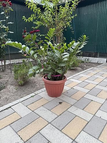 долларовая дерево: Продаю долларовое дерево - Замиокулькас
Район ТЭЦ — 1