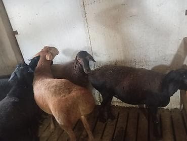 прадаю баран: Продаю | Овца (самка) | Для разведения | Матка — 1