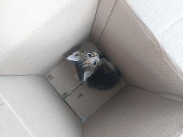 cat sofa: Кошка даром: Беспородная, 1 месяц, Девочка — 1