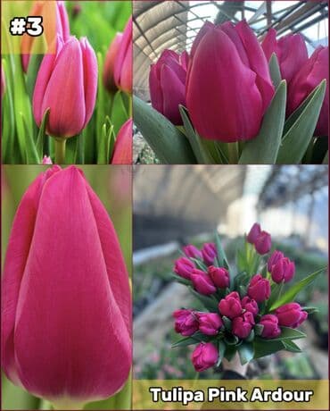 размещение рекламы: Организация мероприятий | Букеты, флористика — 4