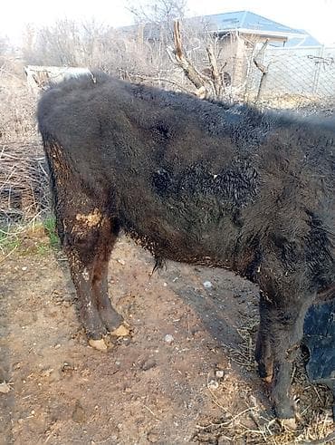 Эчкилер, текелер: Сатам | Бука (эркек) | Аргын | Бордоп семиртүү үчүн | Байланган — 4