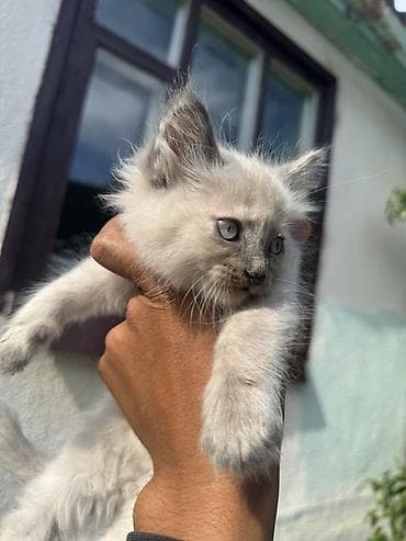 дом для кош: Котёнок с длинной пушистой шерстью и голубыми глазами. Окрас светлый с — 1