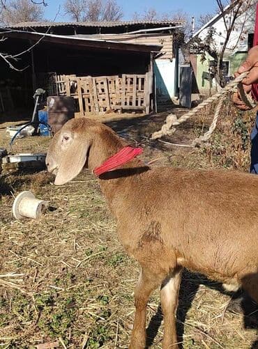 собака бульдок: Продаю | Ягненок, Баран (самец) | Гиссарская, Арашан | Для разведения — 4