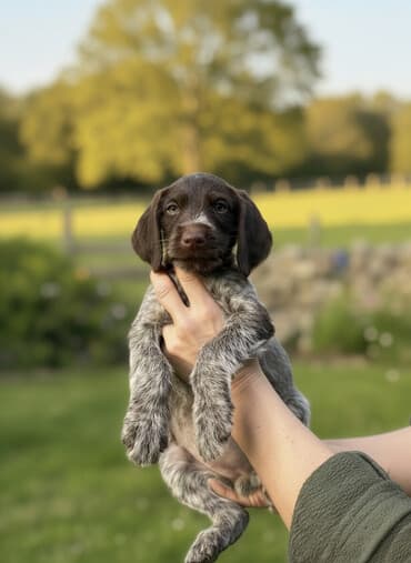 немецкая овчарка черная щенок купить: Дратхаар, 2 айлык, Ургаачы — 1