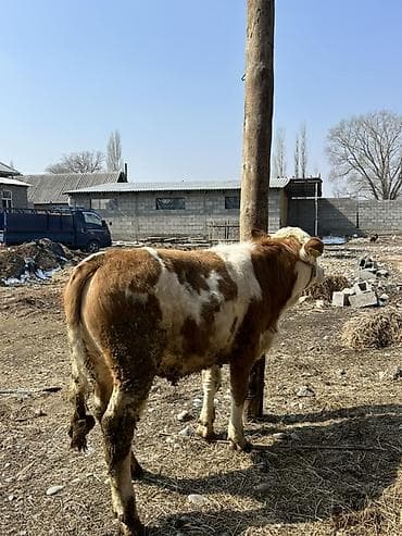 Коровы, быки: Продаю | Бык (самец) | Симментальская | На откорм | Привязанные — 7