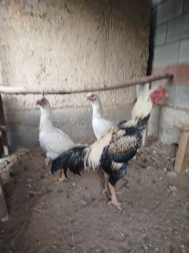 наполнители для кошек: Продаю | Куры — 2