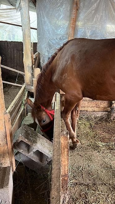 купить британскую кошку: Продаю | Жеребец | Для разведения — 4