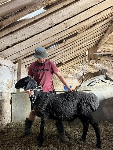 продается кашара: Продаю | Баран (самец) | Гиссарская | Для разведения | Племенные — 4