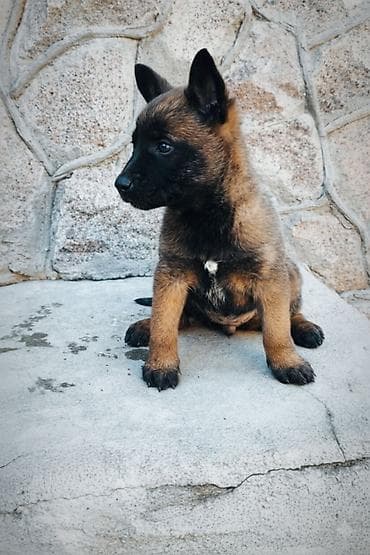 среднеазиатская овчарка купить: Бельгийская овчарка, 2 месяца, Самка, С прививкой, С родословной — 3