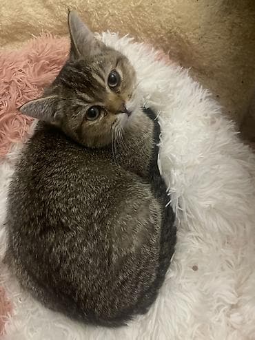 Мышык кууту: Скотиш Страйт (Шотландиялык тик кулактуу), 4 айлык, Эркек, Алтын шиншилла, Лотокко барууга үйрөтүлгөн — 5